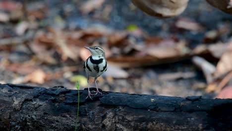 the forest wagtail is a passerine bird foraging on branches, forest grounds, tail wagging constantly sideways