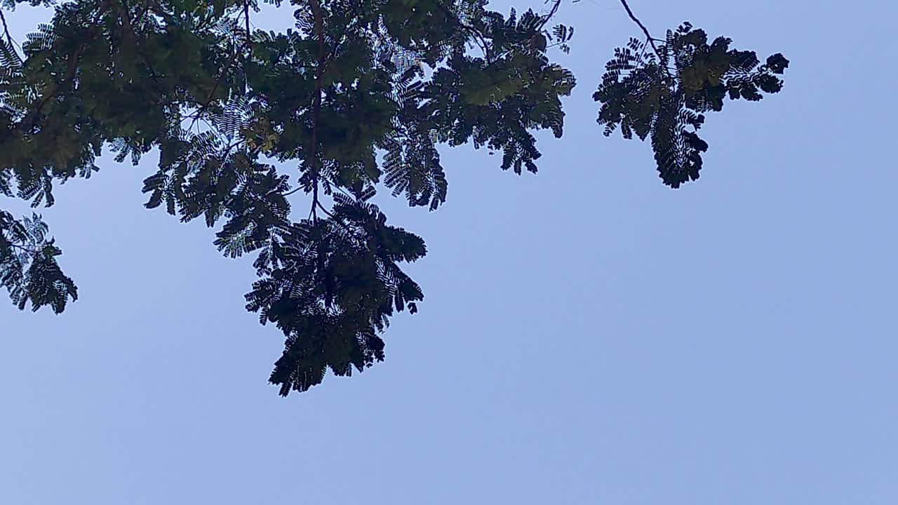 자연의 평온한 아름다움과 함께, 은 푸른 하늘을 대비하여 부드럽게 흔들리는 섬세한 녹색 나무 가지의 조용한 위쪽 전망.