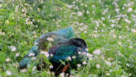 el pavo real verde es una de las aves más hermosas de tailandia y verlo acicalarse en medio de las plantas con flores es una experiencia fantástica para recordar