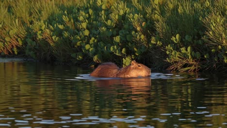 capybara enjoys a peaceful swim in a tranquil pond at sunset, surrounded by lush green vegetation, creating a serene and picturesque scene in its natural habitat