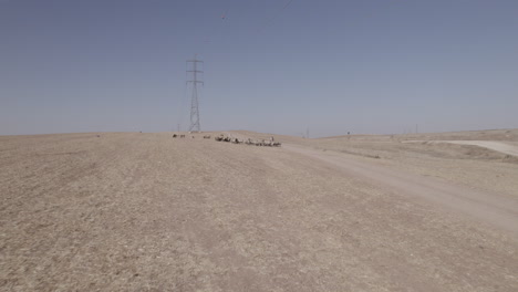 Vista-Aérea-De-Una-Pastora-Con-Ovejas-En-Una-Zona-Desértica-Remota,-Cerca-De-Grandes-Postes-De-Energía-Y-Una-Vía-De-Tren-De-Carga,-Tierra-Seca-Sin-Cultivos,-Tiro-De-Empuje-1