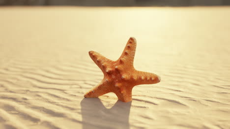 starfish on the sity beach