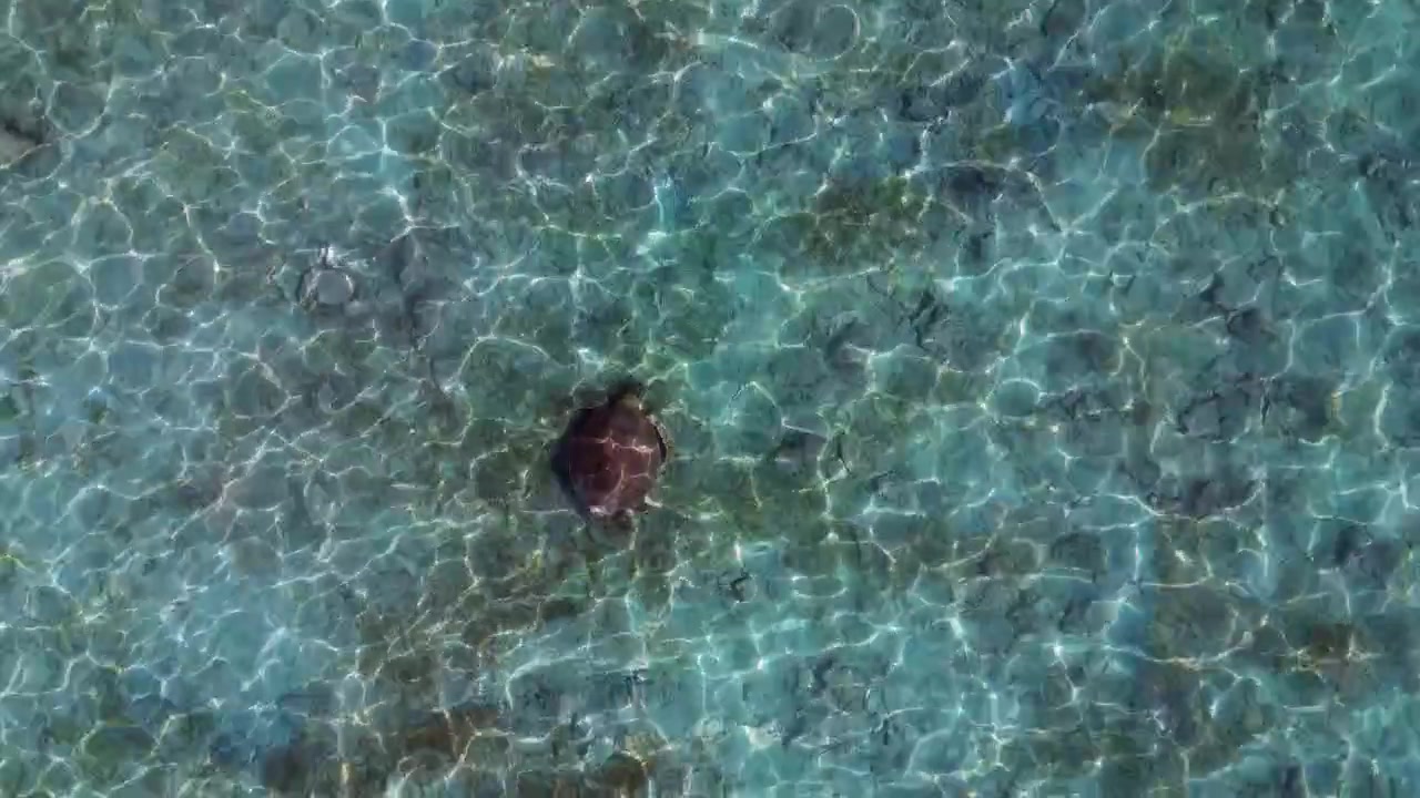 Green sea turtle swimming gracefully over a sandy seabed, sun rays creating ripples on the surface. Wildlife in natural habitat. Beautiful aerial view drone camera pointing down