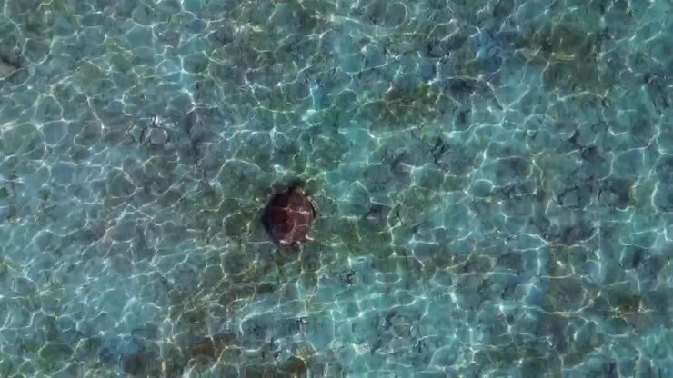 Green sea turtle swimming gracefully over a sandy seabed, sun rays creating ripples on the surface. Wildlife in natural habitat. Beautiful aerial view drone camera pointing down