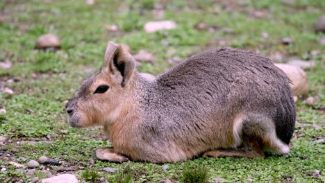 Close-up-shot-of-a-beautiful-Patagonian-Mara-sitting-on-the-grass