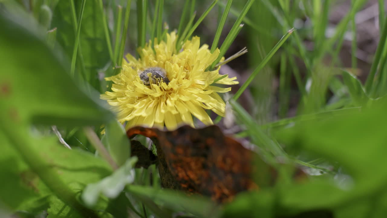 diente de león amarillo con un insecto floral en un día soleado de primavera