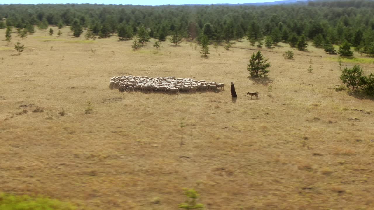 пастух с собакой идет к стаду, взгляд с воздуха. стадо овец на пастбище, еда траву. круговое движение камеры. 4k, 10bit, prores