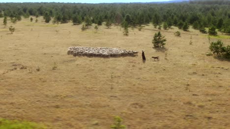 pastor con un perro va al rebaño, vista aérea. rebaño de ovejas en el pasto, comiendo hierba. movimiento circular de la cámara. 4k, 10bit, prores