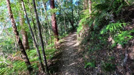 a serene walk through lush forest path