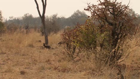 manada de perros salvajes africanos en sabana seca durante la luz de la mañana, tiro largo con algunos árboles y arbustos
