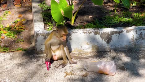 monkey eating food on the street