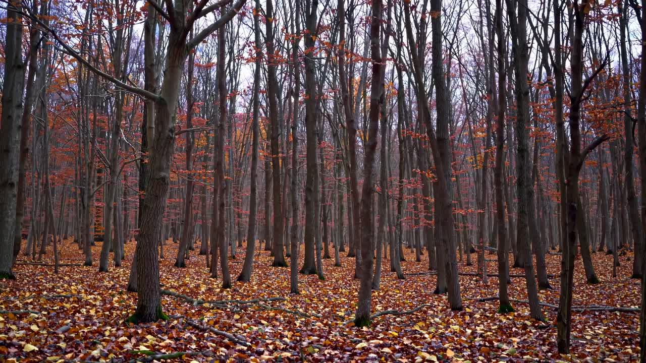 Upward angle captures vibrant autumn leaves against a blue sky, creating a serene