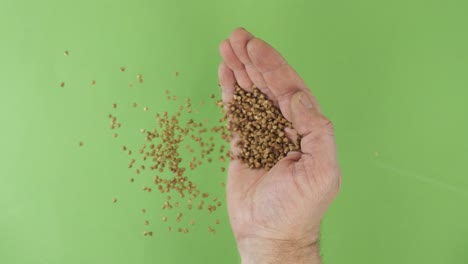 farmer in the palm holds buckwheat grains. pile of grains from a hand fall down on a green background. top view.