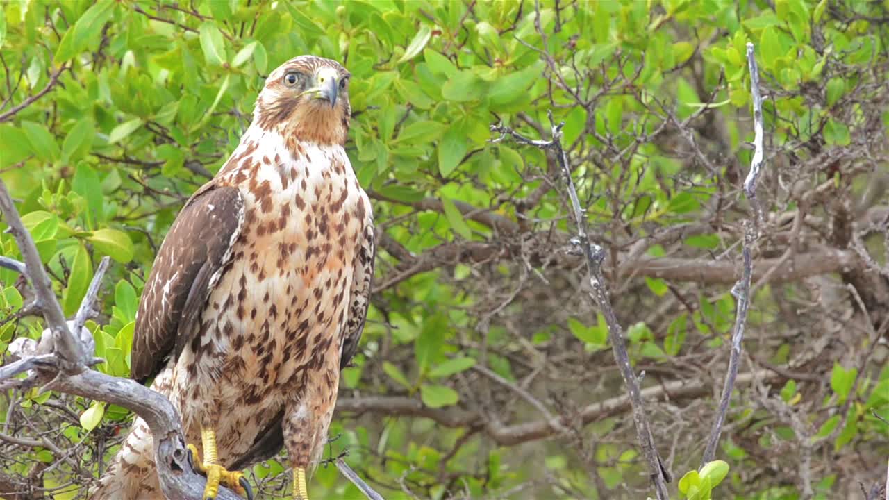 cerca de un halcón endémico de galápagos en playa espumilla en la isla de santiago en el parque nacional de las islas galápagos