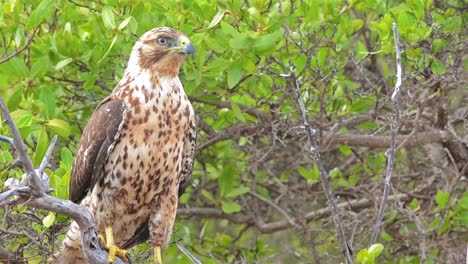 close up of an endemic galapagos hawk at playa espumilla on santiago island in the galapagos islands national park