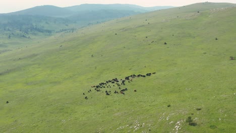 animals on the mountain slope of jadovnik in serbia - aerial