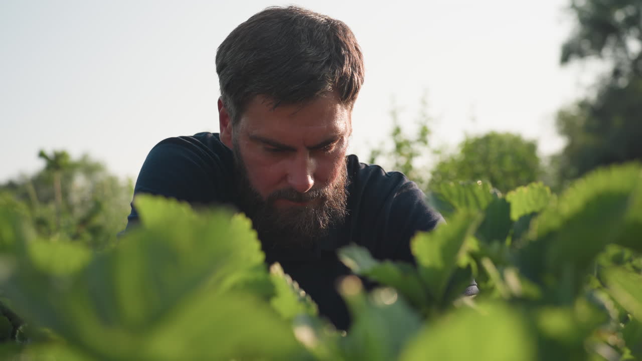 Close up of bearded worker squatting in strawberry patch tending plants, checking leaves and soil in sunlit garden bed, focusing on hand movement and foliage