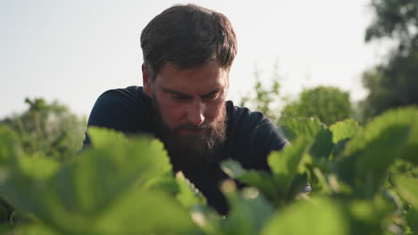 close up of bearded worker squatting in strawberry patch tending plants, checking leaves and soil in sunlit garden bed, focusing on hand movement and foliage