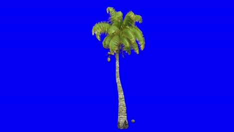 3d coconut palm with wind effect on blue screen 3d animation