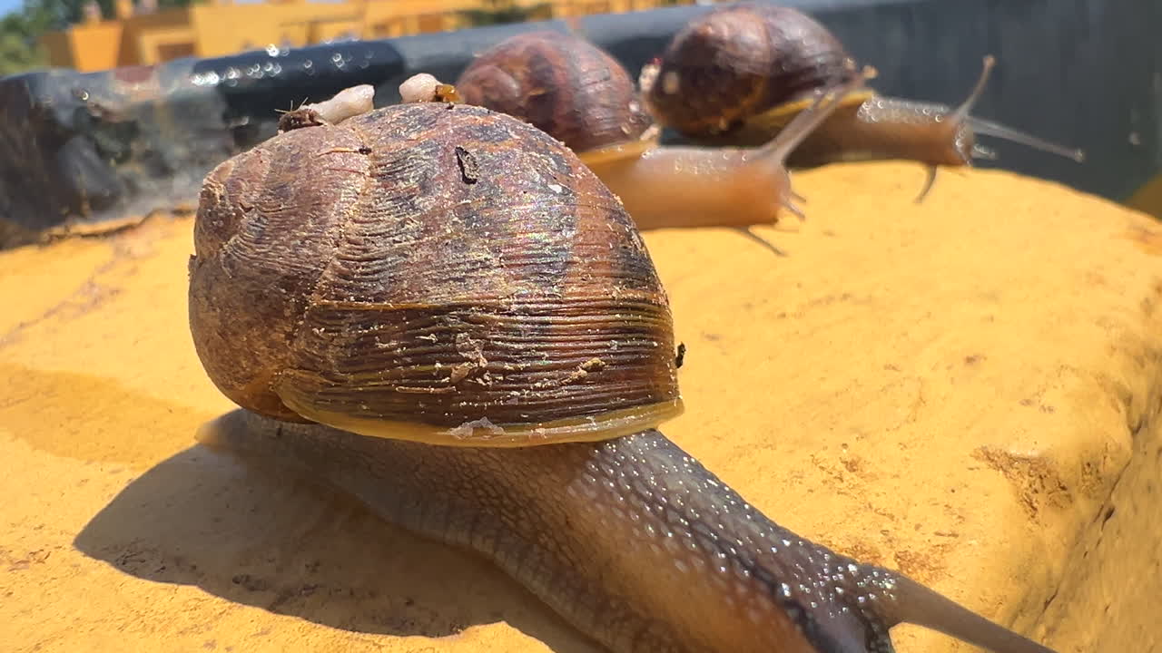 Three garden snails slowly moving on a yellow rock wall, snails walking in the sun on a hot summer day, 4K shot