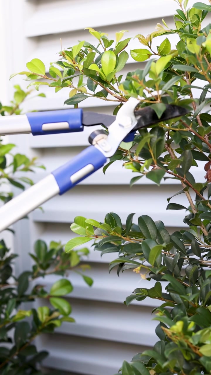 A person uses garden shears to prune a bush in a well-lit backyard, enhancing plant shape and health