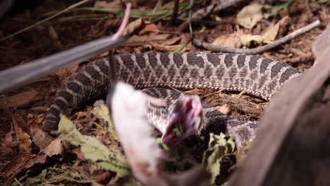 la serpiente de cascabel golpea al ratón muerto en la oscuridad para ser convencido en la comida antes de pelear slomo