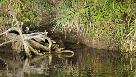 european beaver hiding underwater in lodge, biebrza national park, poland