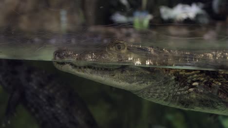 primer plano de un cocodrilo en un acuario