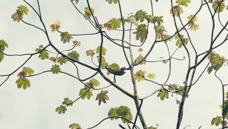 monkey in a tree