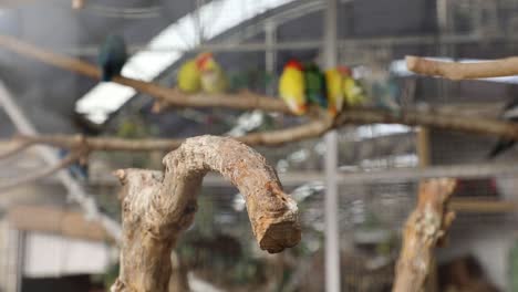 Beautiful-green-parrot-sitting-on-a-branch-before-flying-away-to-the-top-right-corner