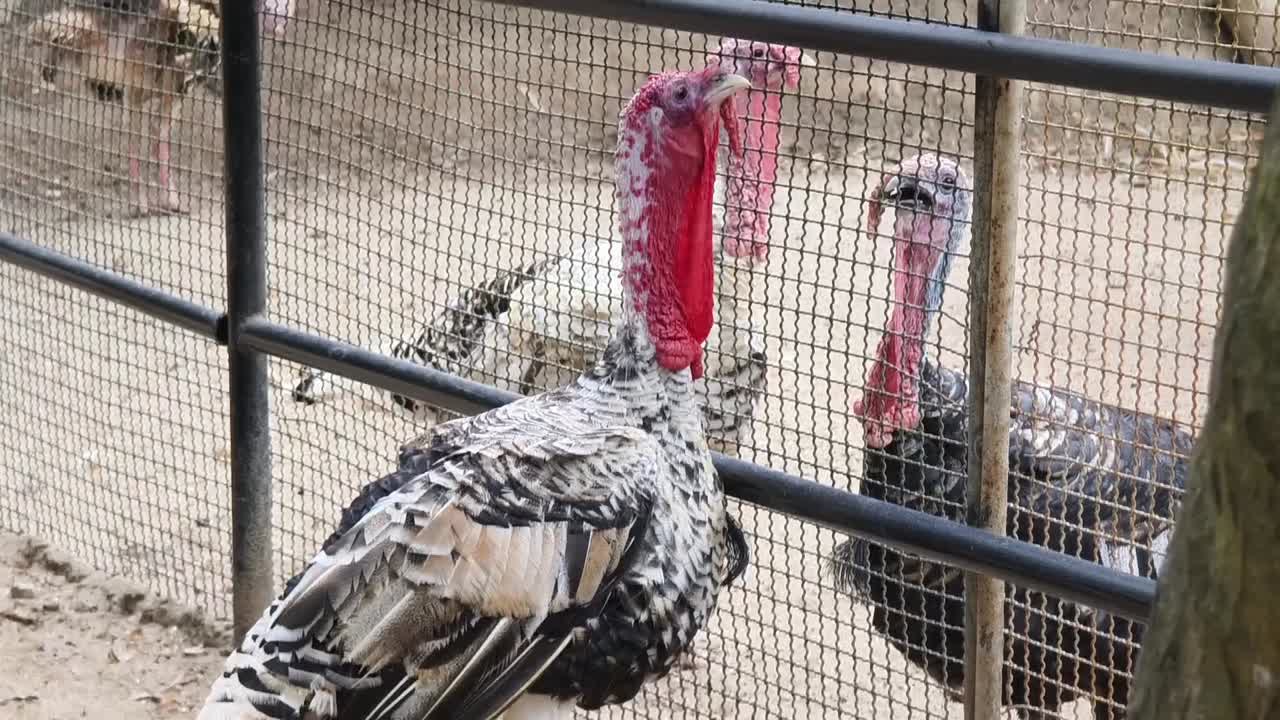pavos en una jaula del zoológico