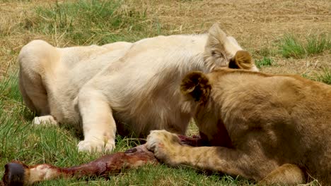 leones jóvenes dándose un festín con una pierna de ñu