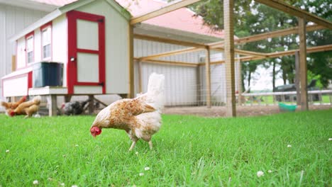 free range layer chicken hens outside of the coop walking through grass and pecking for worms