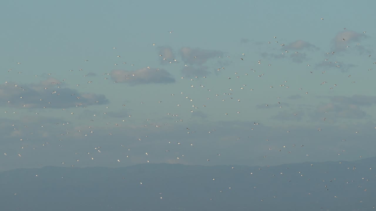 몬테레이 베이 야생 동물