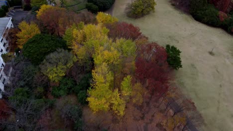 colorful autumn trees next to a building, overcast sky, aerial view