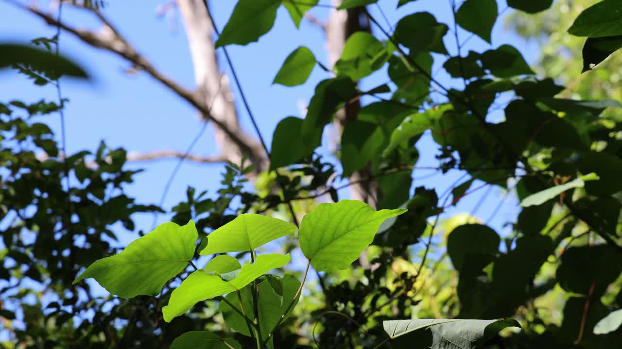 푸른 하늘을 향해 부드럽게 움직이는 초록색 잎