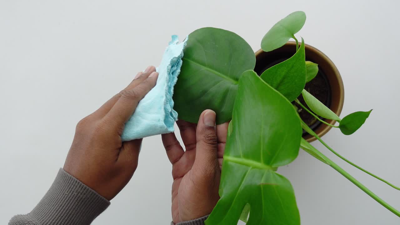 鉢植えの観葉植物の緑の葉を布で拭いて手入れ