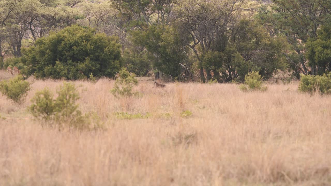 mono babuino corriendo en la sabana africana, tiro a cámara lenta