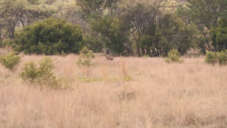 Mono-Babuino-Corriendo-En-La-Sabana-Africana,-Tiro-A-Cámara-Lenta