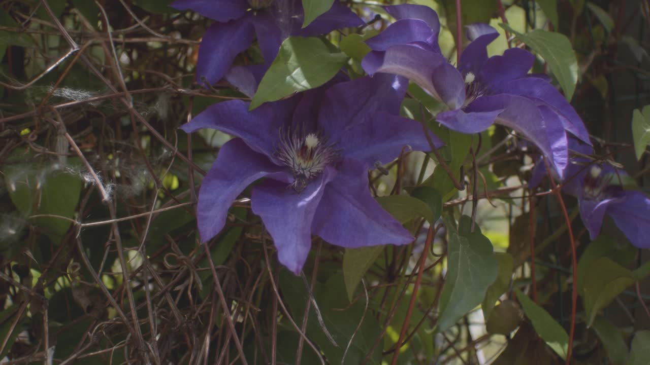 Beautiful violet summer flower in the Fenway Public Gardens