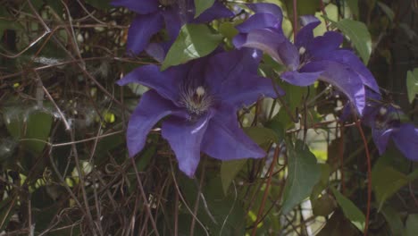 beautiful violet summer flower in the fenway public gardens