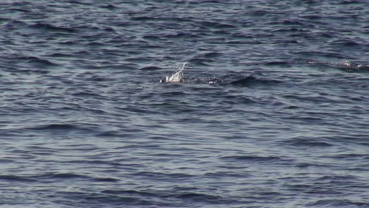 테크 다이버들이 다합 블루홀로 하강합니다.