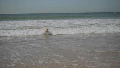 Lustiger-Nasser-Labrador,-Der-Mit-Stock-Im-Meer-Spielt.