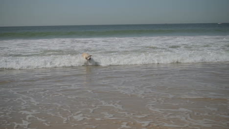 labrador húmedo gracioso jugando con un palo en el mar.