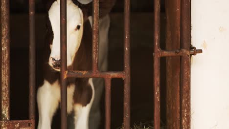 baby dairy cow in pen