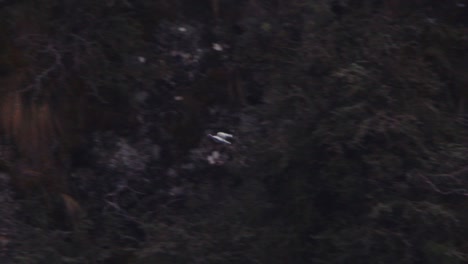 dove flying across the rock face of the andes flapping its wings, slow motion