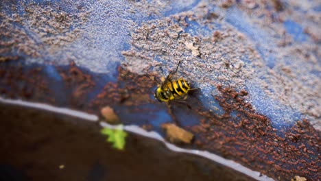 Wespe-Trinkt-Wasser-Aus-Dem-Blauen-Wassertank-In-Omas-Garten-Und-Fliegt-Davon