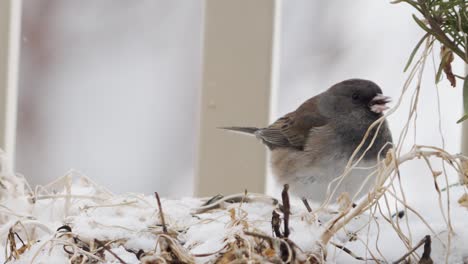 a dark-eyed junco in the backyard garden during a light snow eating seeds - isolated close up