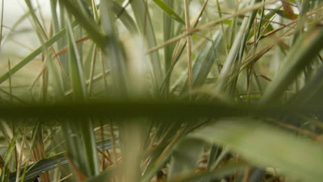 Dune-Grass-in-the-wind-at-Baltic-Sea