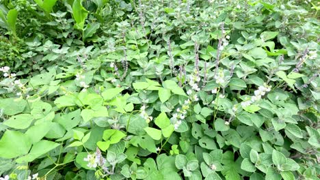 butterfly moving over plants with blooming flowers